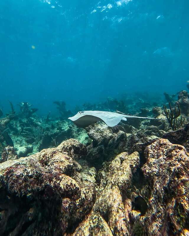 Tulum: Snorkeling at Paradise Reef - Authentic Experiences and Honest Feedback
