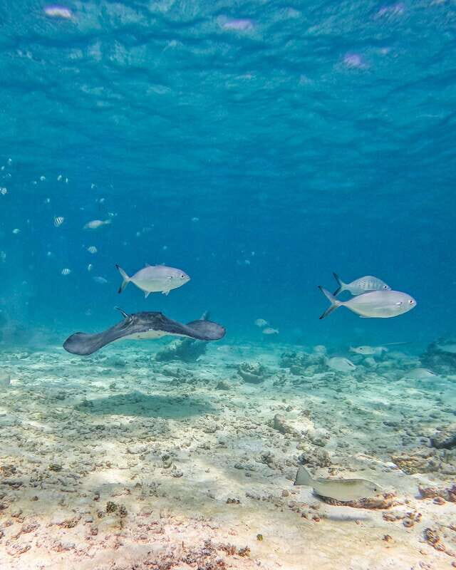 Tulum: Snorkeling at Paradise Reef - Who Will Love This Tour?