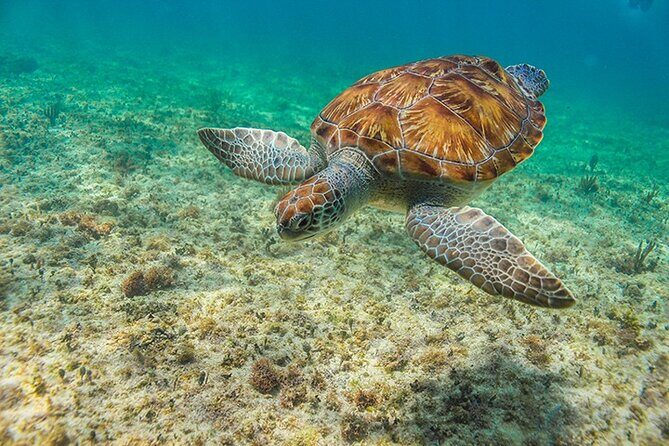 Tulum, Snorkeling with Sea Turtles, Cenote and Beachside Lunch - Authentic Experiences and Noteworthy Highlights