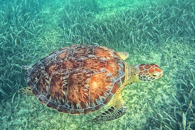 Tulum & Tortugas All Inclusive - Final Thoughts: Is It Worth It?