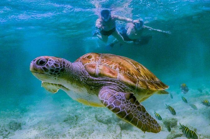 Tulum Turtle Snorkeling and Beach Day Tour - What You Should Know Before Booking