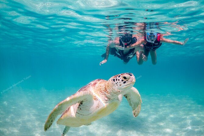 Tulum VIP Private Tour with Sea Turtles & Cenote  Award-Winning - A Closer Look at the Itinerary