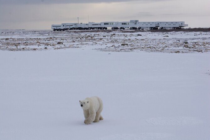 Tundra Buggy Lodge Polar Bears Adventure - Day-by-Day Breakdown: What to Expect