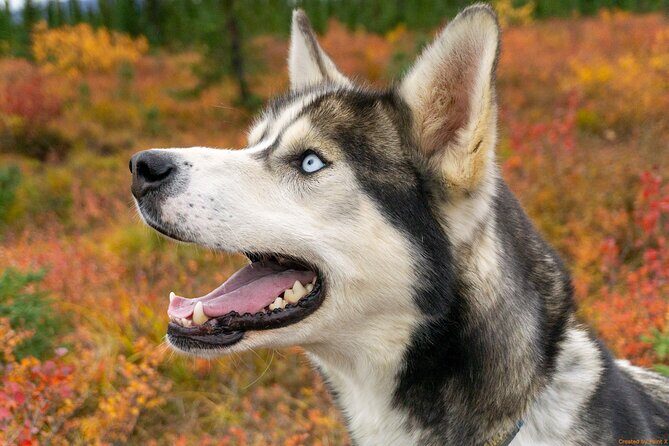 Tundra Walk with Free Running Sled Dogs - A Deep Dive into the Tour Experience