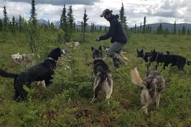 Tundra Walk with Free Running Sled Dogs - The Sum Up