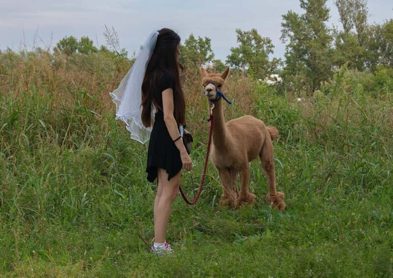 Turin: Walk with Alpacas in the Green and View of Monviso - A Closer Look at the Tour Experience