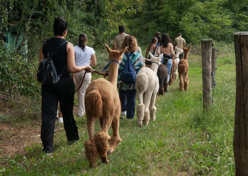 Turin: Walk with Alpacas in the Green and View of Monviso - FAQ