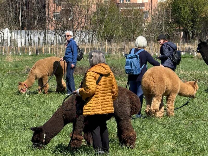 Turin: Walk with Alpacas in the Green and View of Monviso - Source