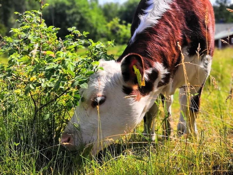 Turku: Full-Day Boat Tour to Seili Island - An In-Depth Look at the Tour Experience