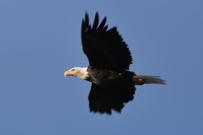 Turnagain Arm and Portage Valley Private Tour - Key Points