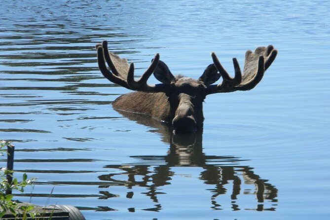 Turnagain Arm and Portage Valley Private Tour - Final Thoughts