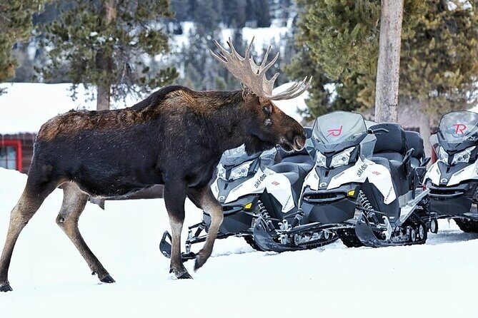 Turpin Meadow Ranch Snowmobiling in Jackson Hole - Introduction: A Scenic Snowmobile Adventure