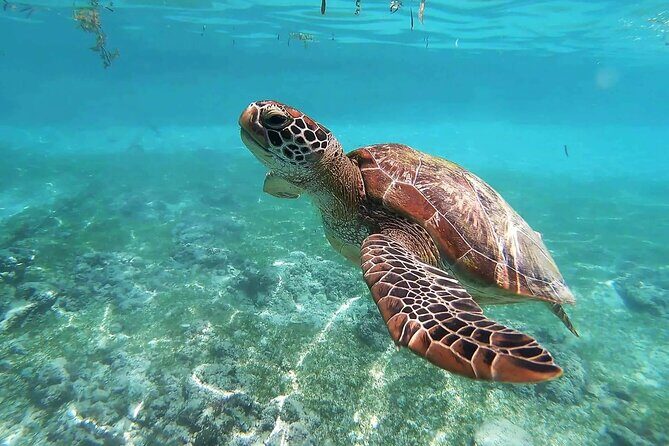 Turtle Akumal Adventure! + Tulum Ruins From Cancun & Playa Del Carmen - Key Points