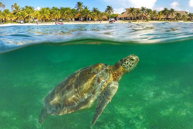 Turtle Akumal Adventure! + Tulum Ruins From Cancun & Playa Del Carmen - The Value of This Experience