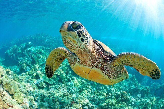 Turtle and Reef Sanctuary Snorkeling - Who Will Love This Tour?