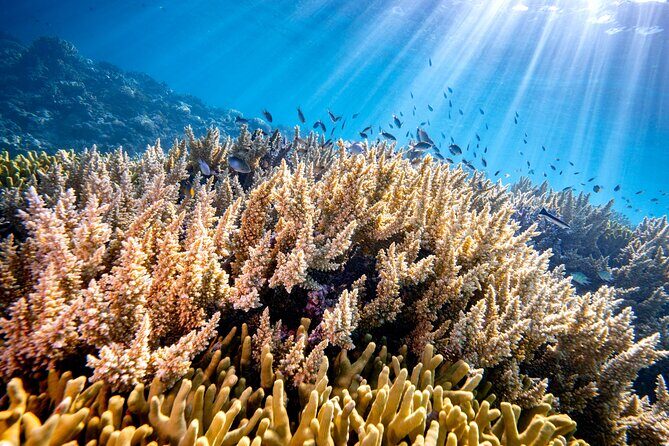 Turtle and Reef Sanctuary Snorkeling - FAQ