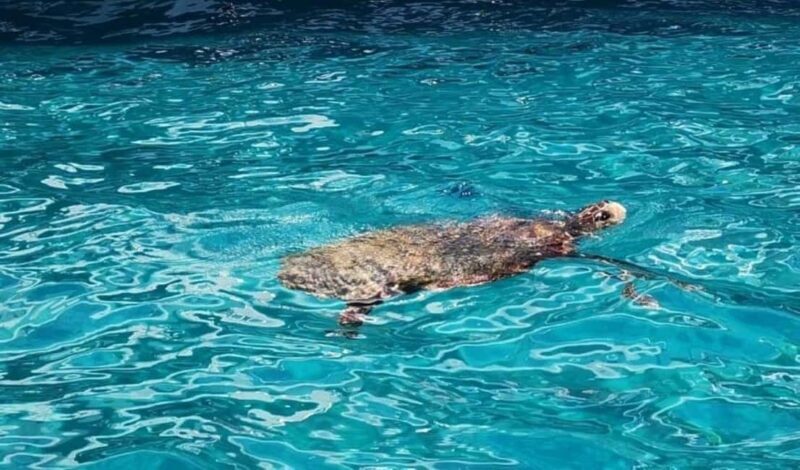 TURTLE BOAT TOUR - The Itinerary: What to Expect on Your Day Trip