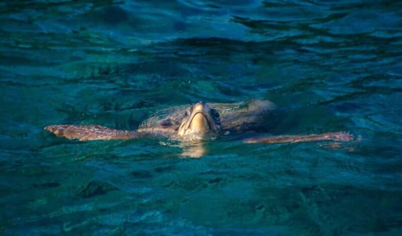 TURTLE BOAT TOUR - Final Thoughts: Is It Worth It?