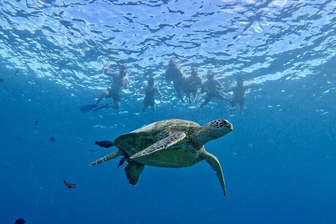 Turtle Canyon Snorkel Adventure in Waikiki - Breaking Down the Cost & Value