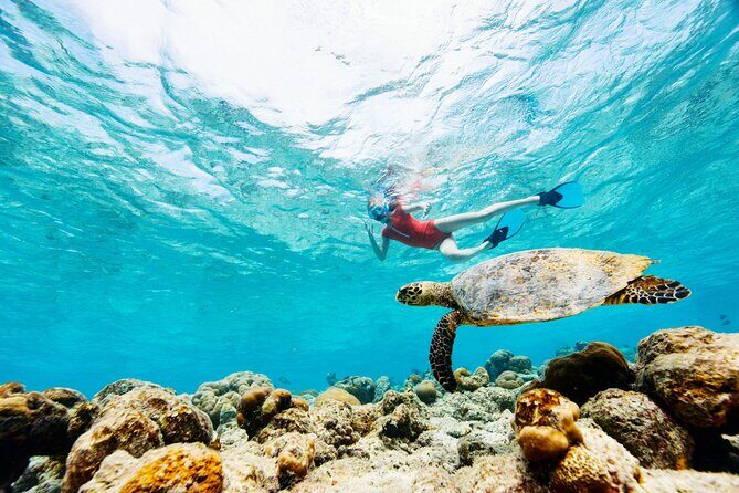 Turtle Canyon Snorkel Adventure - Small Group 6 Passengers - Authentic Experiences & Testimonials
