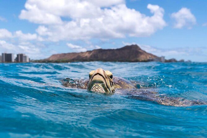 Turtle Canyon Snorkel Adventure - Small Group 6 Passengers - FAQ