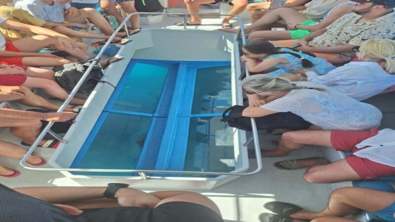 Turtle Cruise from 9 am or 12 noon or 3 pm for 3 hours - Pricing and Value