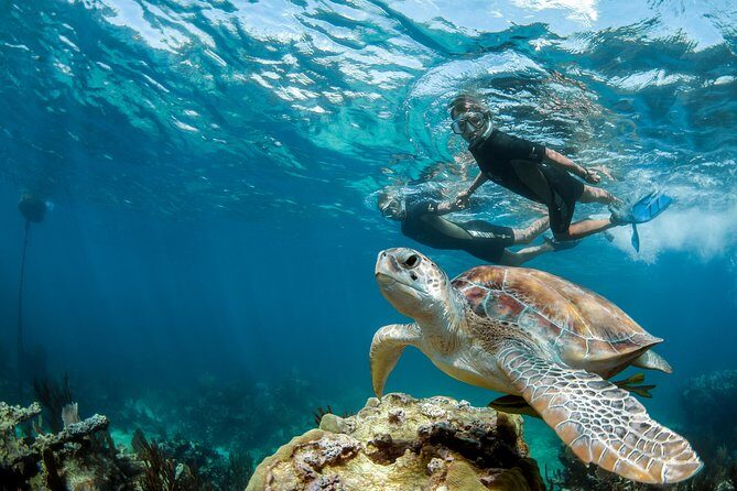 Turtle Encounter Private Tour  Swim with Sea Turtles & Cenote - What Makes This Tour Stand Out?