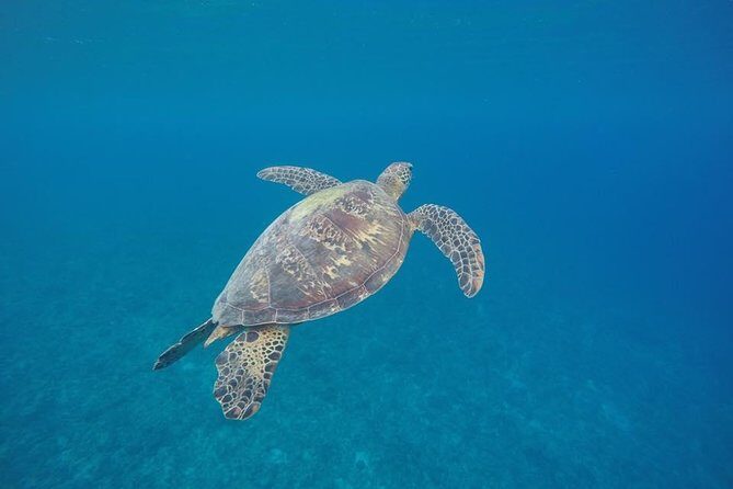 Turtle Encounter with Yumi Tours - Introduction: A Snorkeler’s Dream in Port Vila