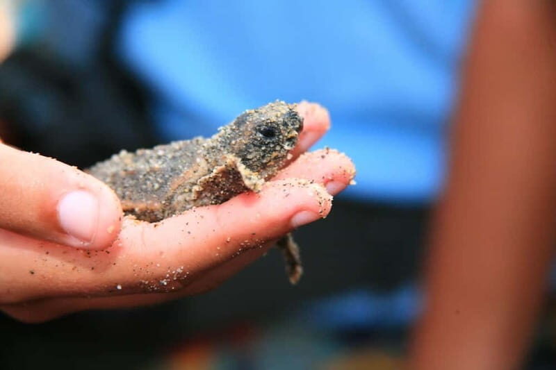 *Turtle Hatching + 3 Palos Lagoon Boat Ride & Crocs Farm - Practical Tips for Your Day