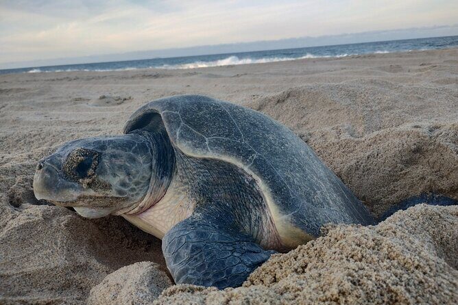 Turtle Night Patrol a Conservation Adventure in Los Cabos - An Uncommon Adventure in Los Cabos