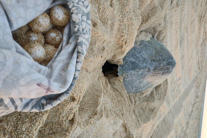 Turtle Night Patrol a Conservation Adventure in Los Cabos - Authentic and Impactful Experiences