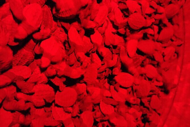 Turtle Night Patrol a Conservation Adventure in Los Cabos - Practical Details and Considerations