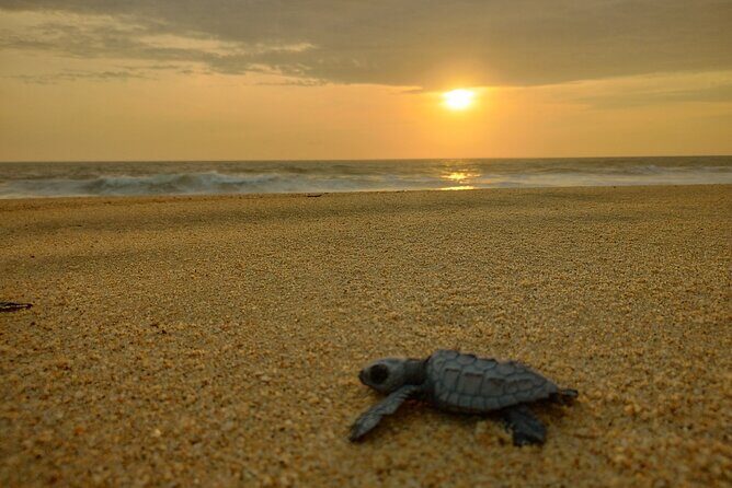 Turtle Night Patrol a Conservation Adventure in Los Cabos - Who Will Love This Tour?