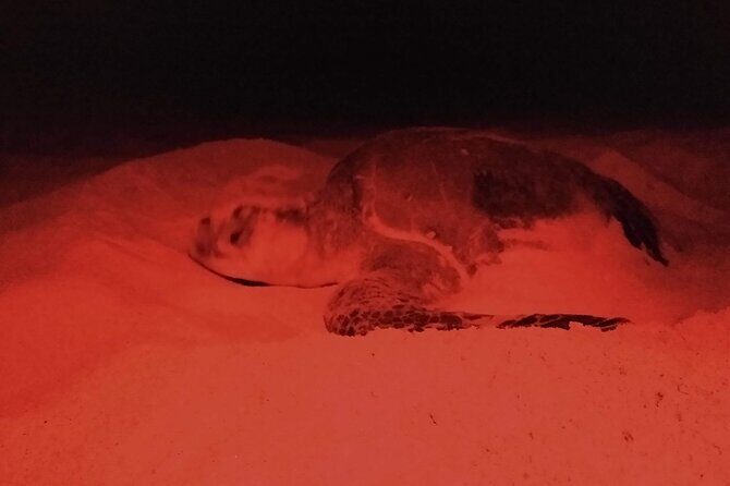 Turtle Night Patrol a Conservation Adventure in Los Cabos - The Sum Up