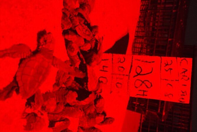 Turtle Night Patrol a Conservation Adventure in Los Cabos - FAQ