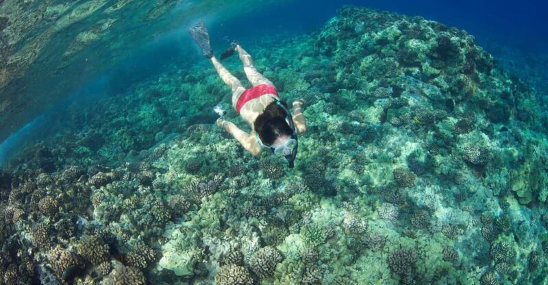Turtle Reef Snorkel Adventure - FAQ