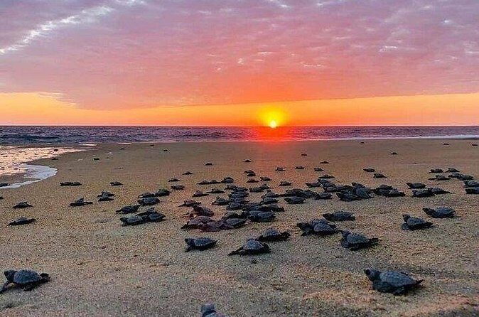 Turtle Release and Bioluminescence - Final Thoughts