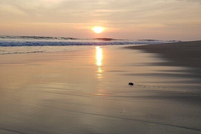 Turtle Release at Escobilla Beach - Transportation, Timing, and Group Size