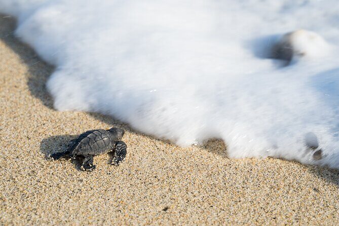 Turtle Release Escobilla Sanctuary and crocs in Ventanilla. - Introduction
