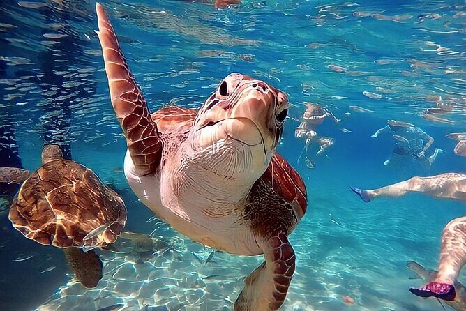 Turtle Sightseeing at Akumal & Underground Caves Tour - Starting Point and Duration