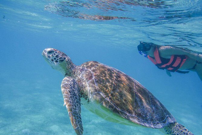 Turtle Snorkeling Adventure from Cancun - The Practicalities: Transport, Duration, and Group Size