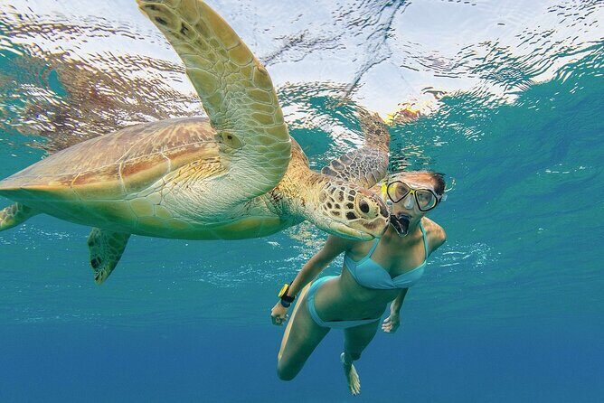 Turtle Snorkeling and Dole Plantation Guided Tour In Oahu - The Full Breakdown of the Tour Experience