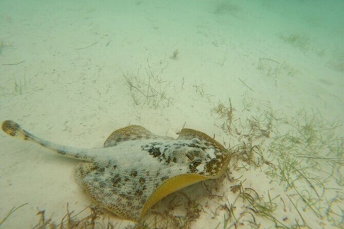Turtle Snorkeling in Akumal - The Sum Up