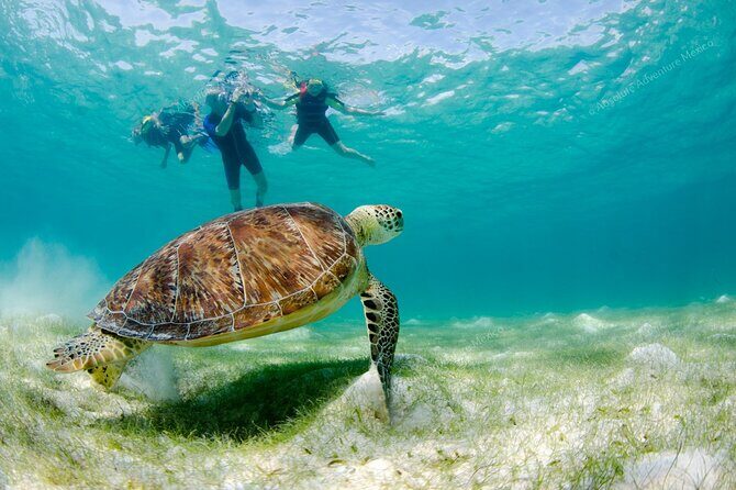 Turtle Snorkeling Private Tour  Sea Turtles & Cenote in Tulum - An In-Depth Look at the Tour Experience
