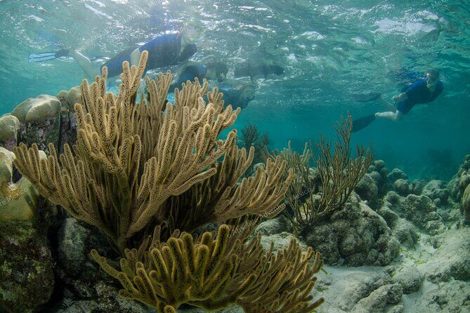 Turtle Snorkeling Private Tour  Sea Turtles & Cenote in Tulum - Who Should Consider This Tour?