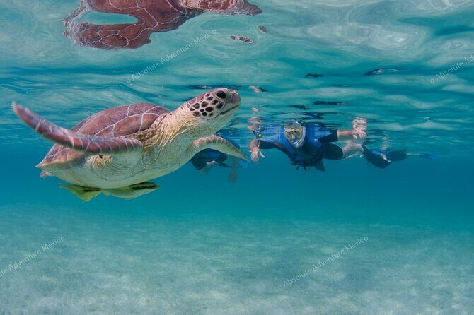 Turtle Snorkeling Private Tour  Sea Turtles & Cenote in Tulum - FAQ