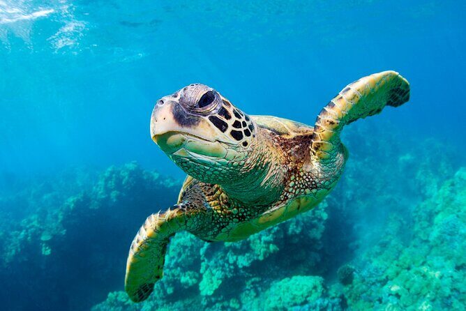 Turtle Spotting Cruise in Zakynthos on a Glass-Bottom Vessel - Key Points