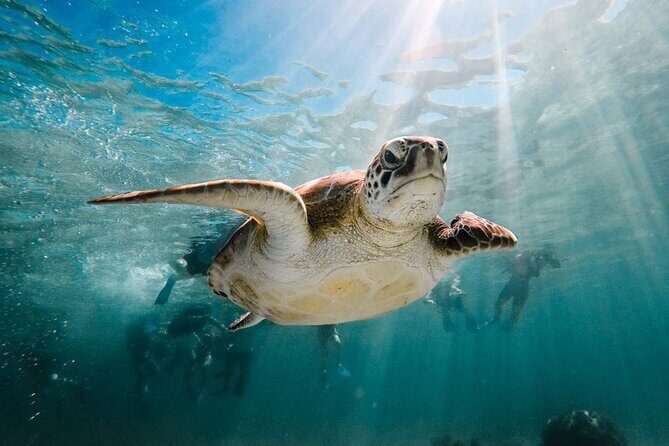 Turtle Swim, Lunch and Underground Cenote Private Tour - Potential Drawbacks to Consider