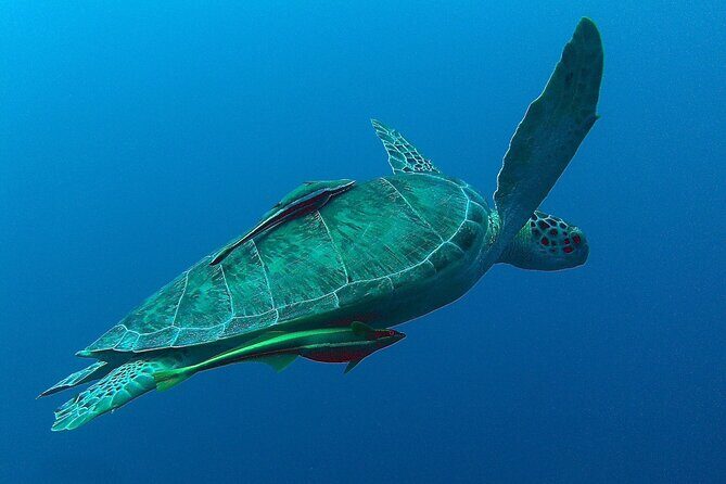 Turtle Swim, Lunch and Underground Cenote Private Tour - Authentic Experiences and Real-World Feedback