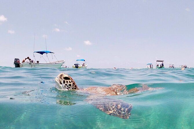 Turtle Swim, Lunch and Underground Cenote Private Tour - Final Words